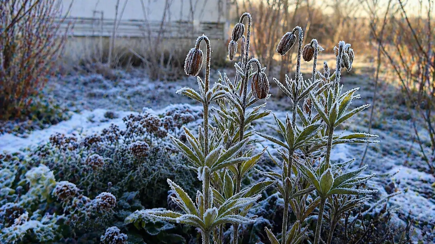 Морозостійкість