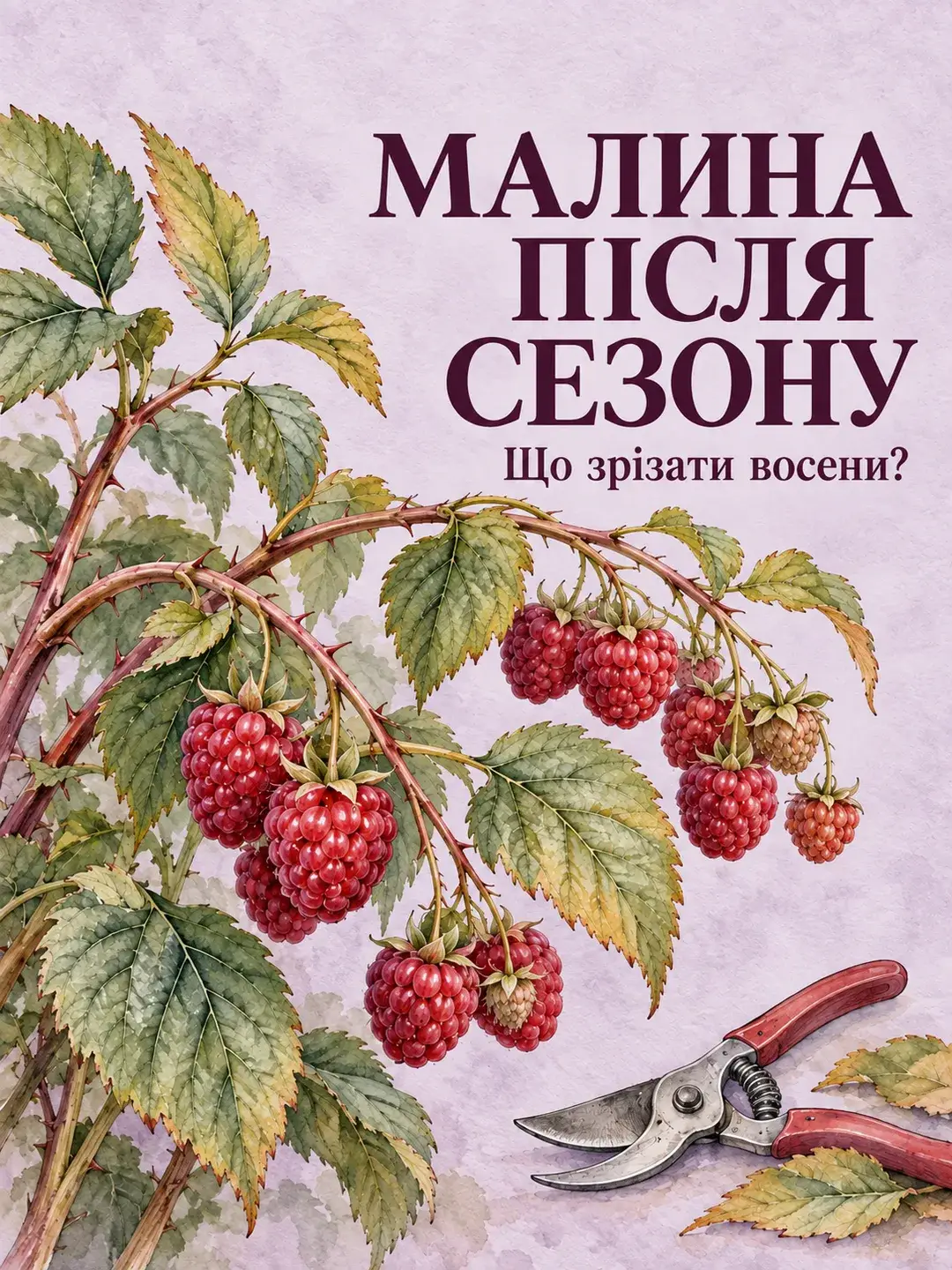 Малина після сезону: що зрізати восени